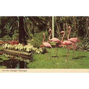 Vtg Florida's Graceful Flamingos Postcard McKee Jungle Gardens Vero Beach FL